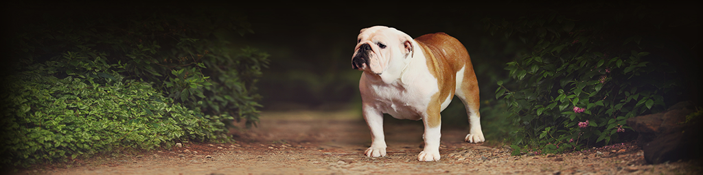 Peres Bulldogs on Broadway - English Bulldog Breeders