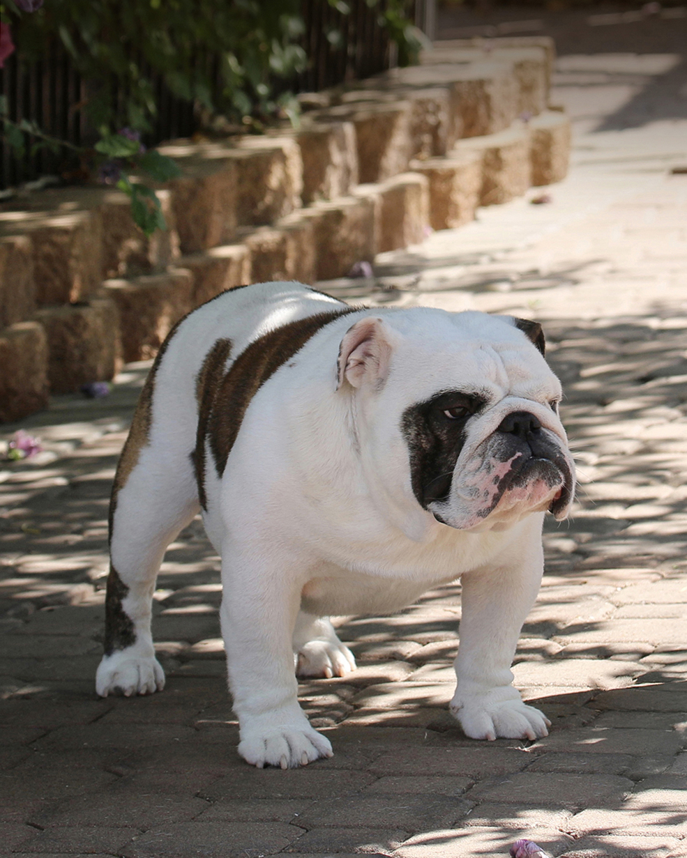 Peres Bulldogs Our Guys Peres Bulldogs Our Males