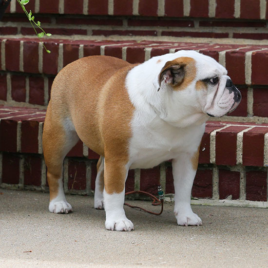 Peres Slip Into Something