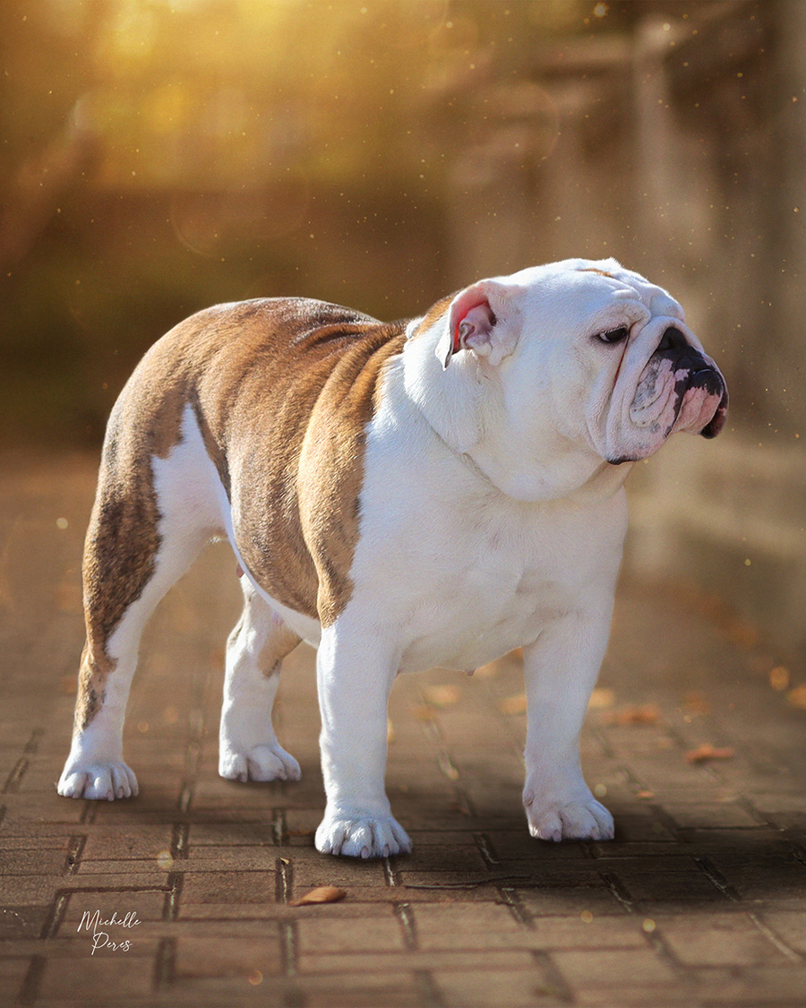 Peres Bulldogs Our Dolls Peres Bulldogs Our Females