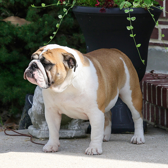 Peres Walking On Sunshine