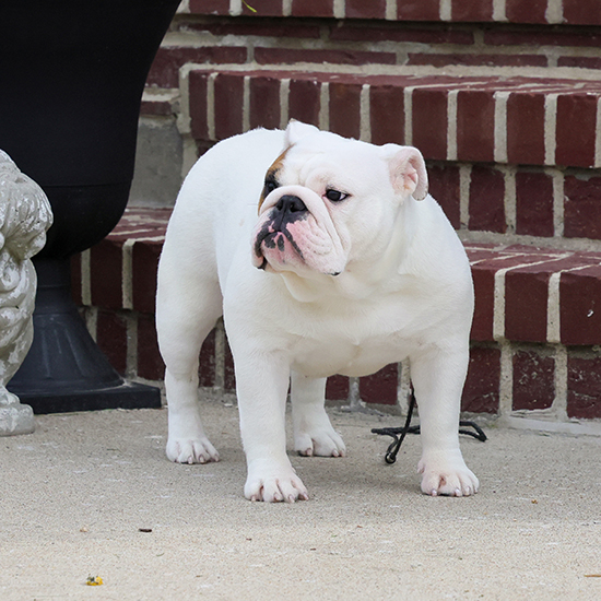 Peres Heavenly Hijinks