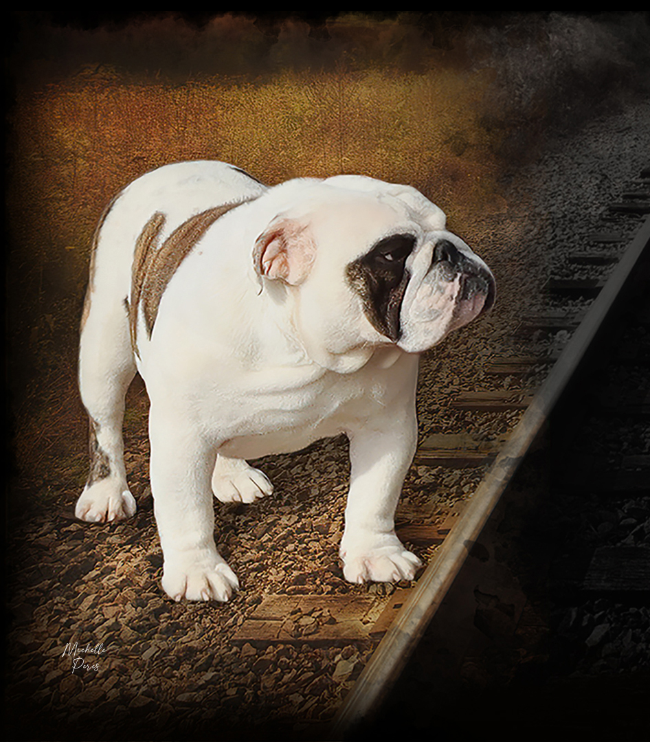 peres bulldogs header website mobile 2