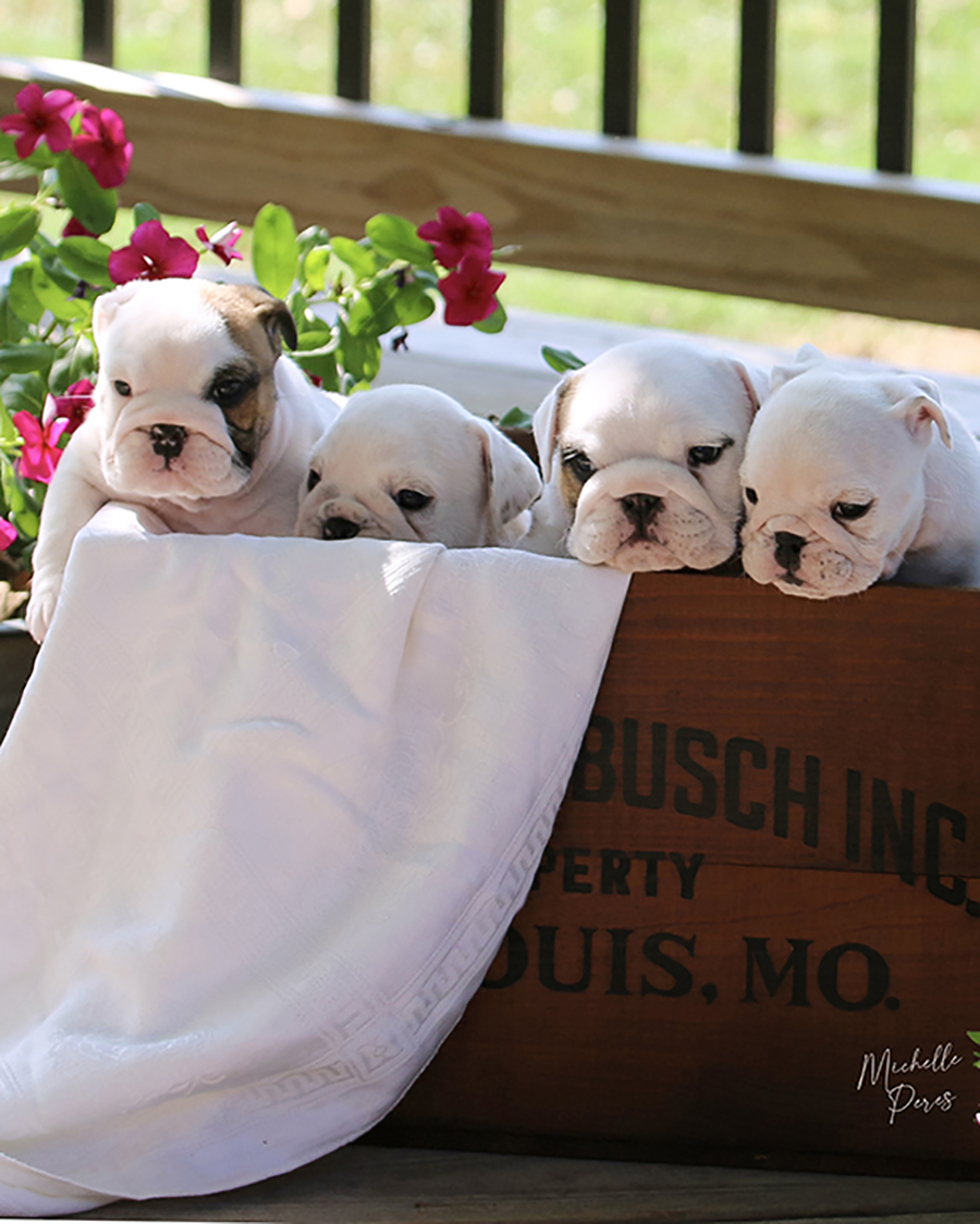 Peres Bulldogs Our Puppies Peres Bulldogs Our Puppies