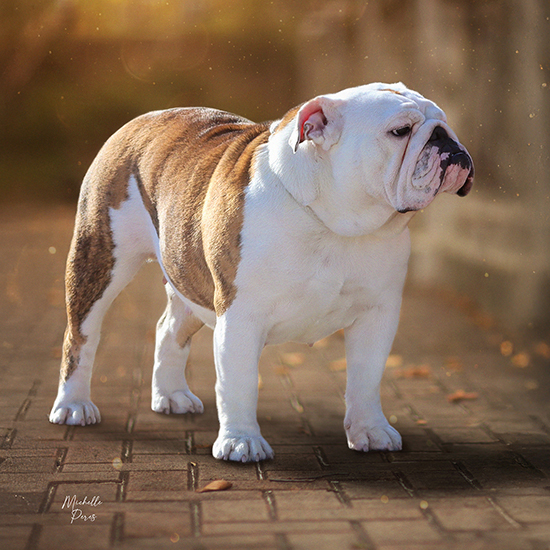 CH. Peres Bad Bad Girlfriend